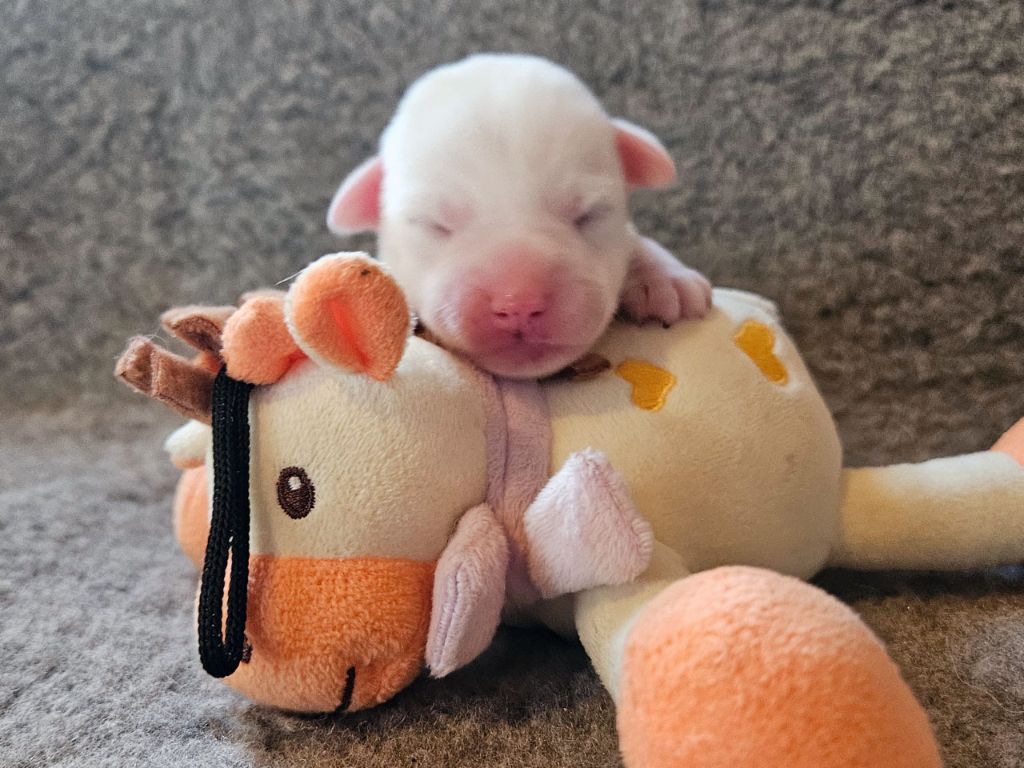 The Magnificent Fox Hunter - Chiots disponibles - Jack Russell Terrier