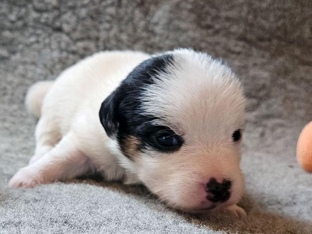 The Magnificent Fox Hunter - Chiots disponibles - Jack Russell Terrier