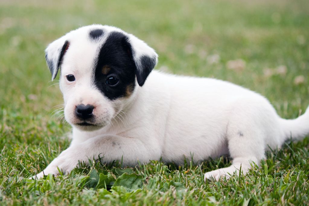 The Magnificent Fox Hunter - Chiots disponibles - Jack Russell Terrier